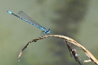 Agrion jouvencelle