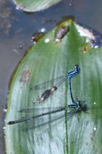 Agrion jouvencelle