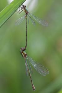 Leste vert