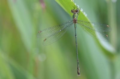 Leste vert
