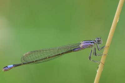 Agrion élégant