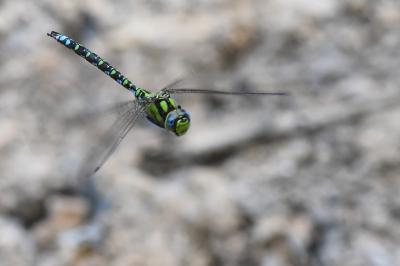 Aeschne bleue 
