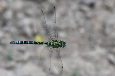 Aeschne bleue 
