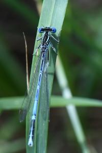 Agrion à larges pattes