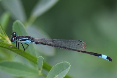 Agrion élégant