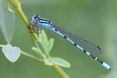 Agrion porte-coupe