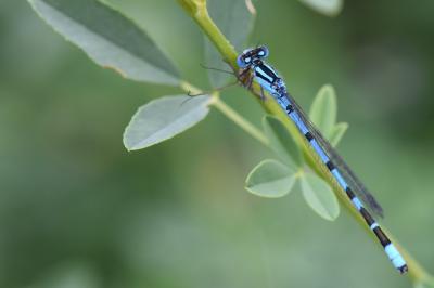 Agrion porte-coupe