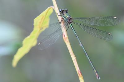 Leste vert