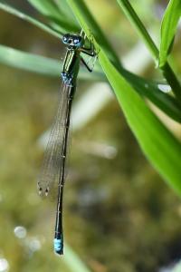 Agrion nain 