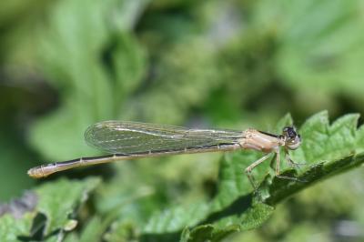 Agrion nain 
