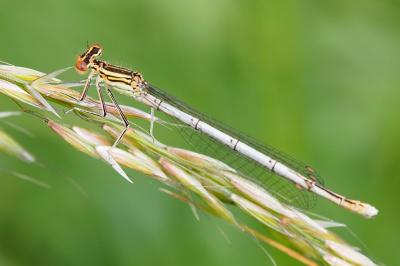 Agrion à larges pattes