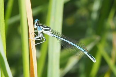Agrion à larges pattes