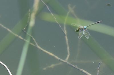 Anax napolitain 