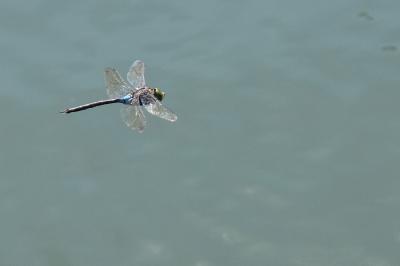 Anax parthenope