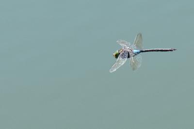 Anax napolitain 
