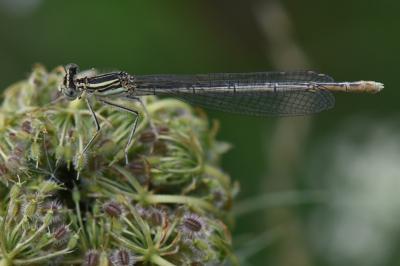 Agrion à larges pattes