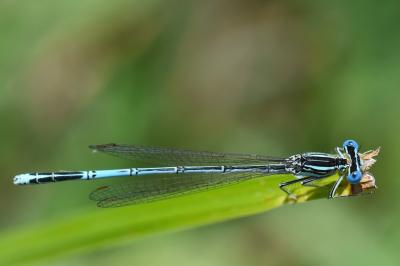 Agrion à larges pattes
