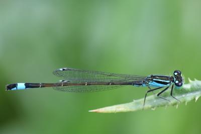 Agrion élégant
