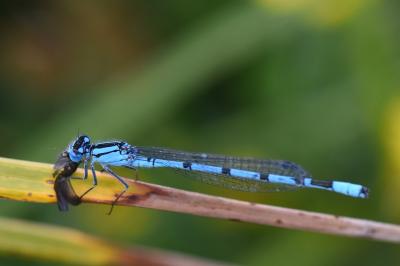 Agrion porte-coupe