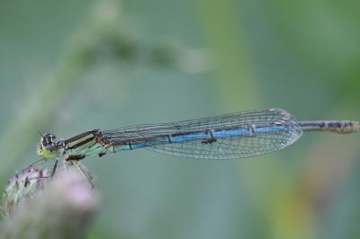 Agrion de Vander Linden