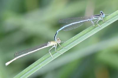 Agrion à larges pattes