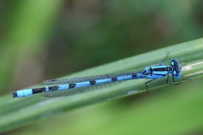 Agrion porte-coupe