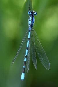 Agrion porte-coupe