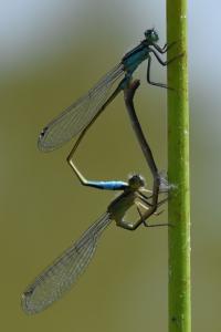 Agrion élégant