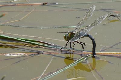 Anax empereur 