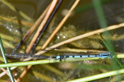 Agrion porte-coupe