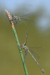 Leste vert