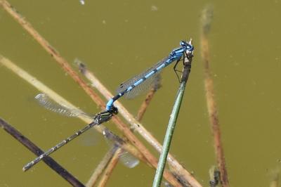 Agrion porte-coupe