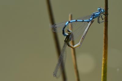 Agrion porte-coupe