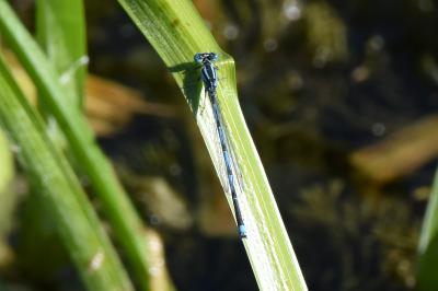 Agrion de Vander Linden