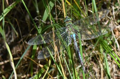 Anax empereur 