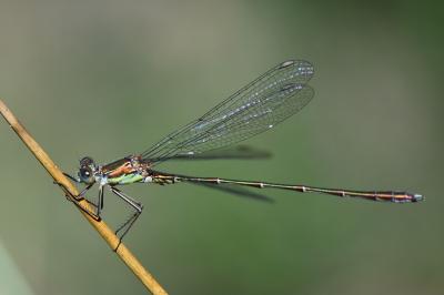 Leste vert
