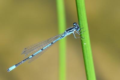 Agrion jouvencelle