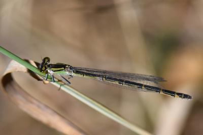 Agrion porte-coupe