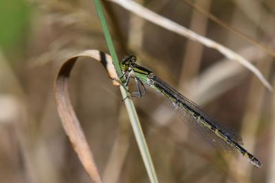 Agrion porte-coupe