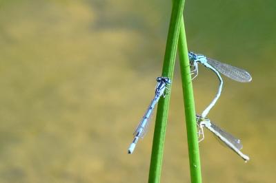 Agrion porte-coupe