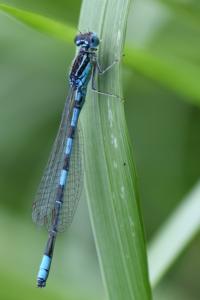 Agrion mignon 