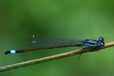 Agrion élégant