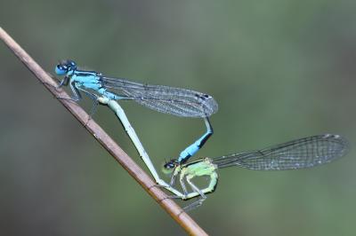Agrion élégant