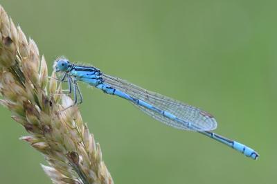 Agrion mignon 