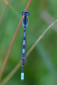 Agrion mignon 