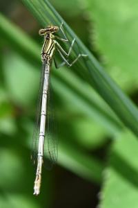 Agrion à larges pattes