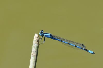 Agrion porte-coupe