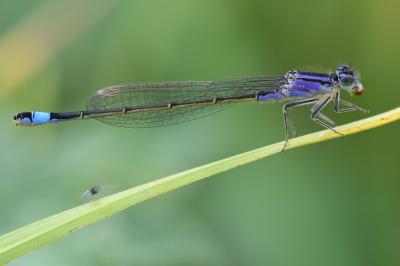 Agrion élégant