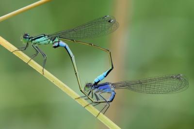 Agrion élégant