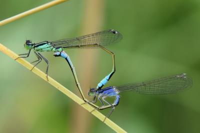 Agrion élégant